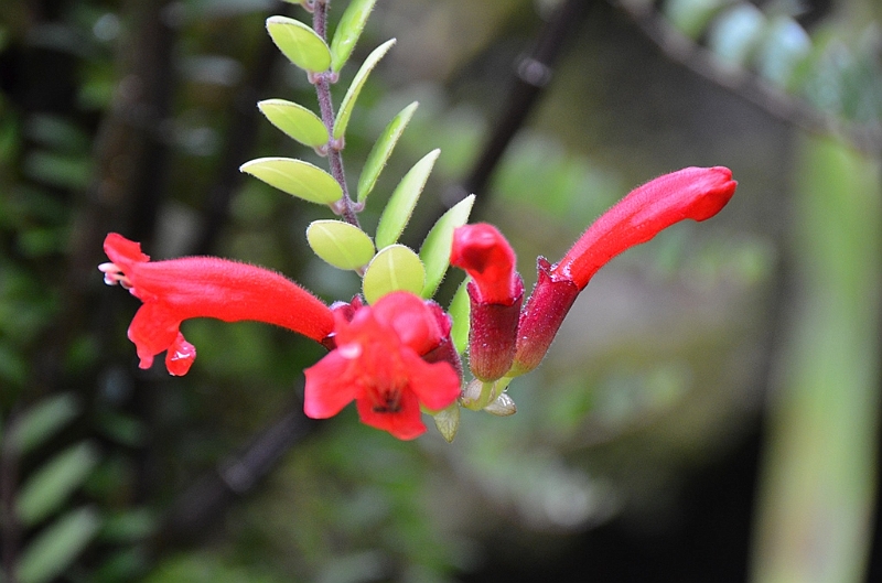 167_Singapore_Botanic_Gardens.JPG