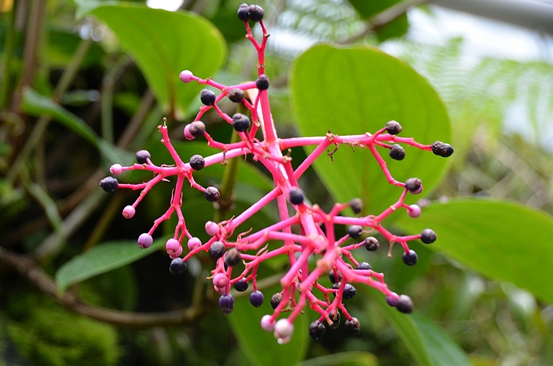 168_Singapore_Botanic_Gardens.JPG