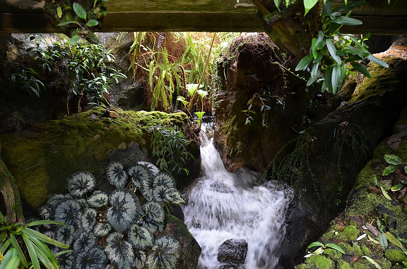 169_Singapore_Botanic_Gardens.JPG