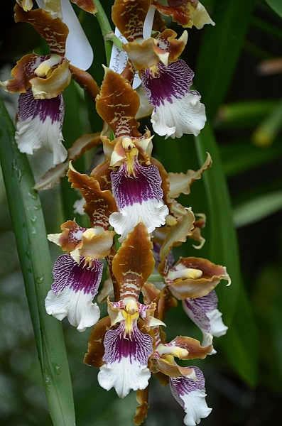 170_Singapore_Botanic_Gardens.JPG