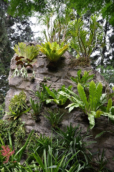 173_Singapore_Botanic_Gardens.JPG