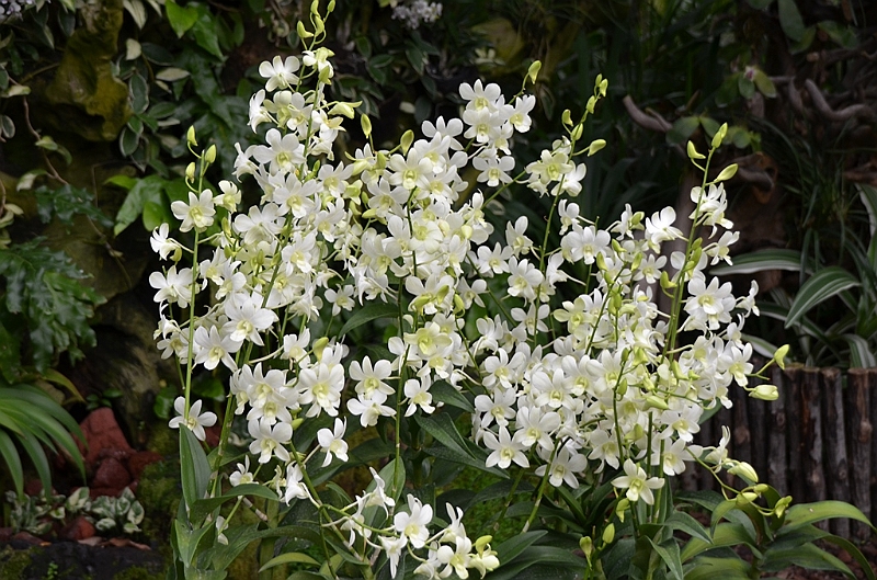 174_Singapore_Botanic_Gardens.JPG