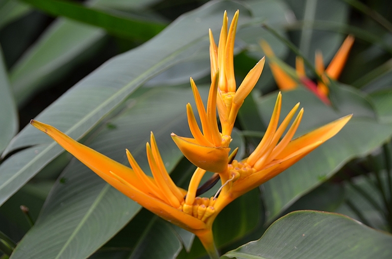175_Singapore_Botanic_Gardens.JPG