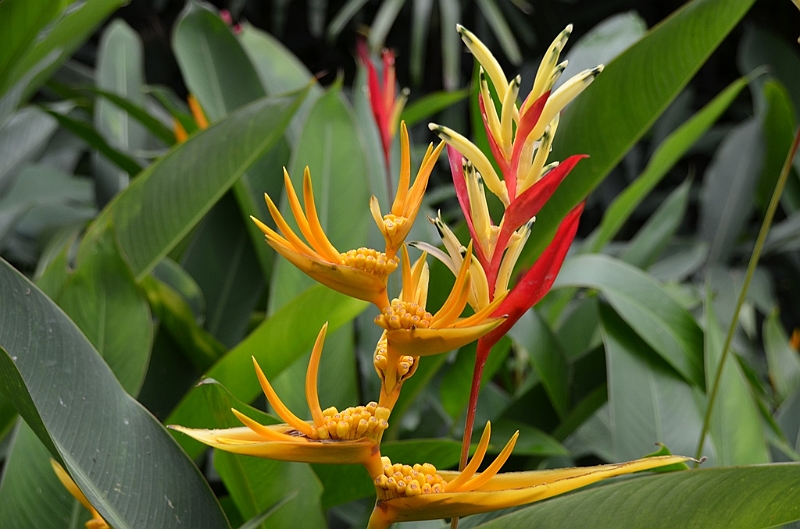 179_Singapore_Botanic_Gardens.JPG