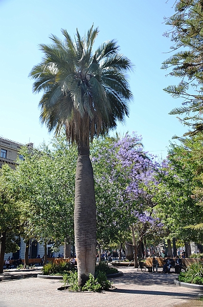 061_Chile_Santiago_Plaza_de_Armas.JPG