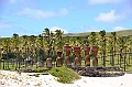 040_Chile_Easter_Island_Anakena