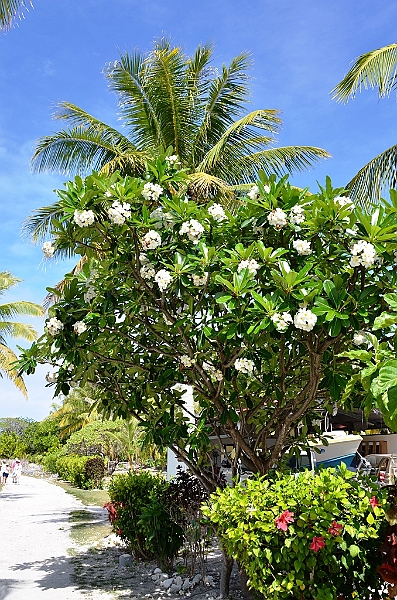 060_French_Polynesia_Fakarava.JPG