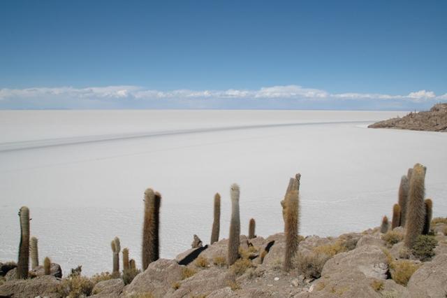 435_Bolivien_Salar_de_Uyuni_Isla_del_Pescado.JPG