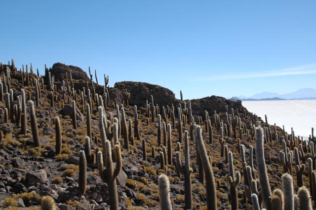 436_Bolivien_Salar_de_Uyuni_Isla_del_Pescado.JPG