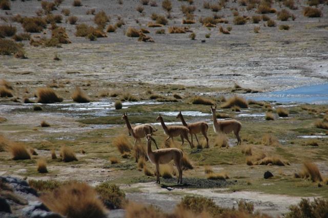462_Bolivien_Altiplano_Alpakas.JPG