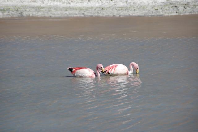 476_Bolivien_Altiplano_Flamingos.JPG