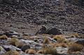 461_Bolivien_Altiplano_Landscap