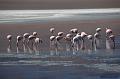 469_Bolivien_Altiplano_Flamingos