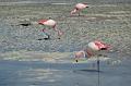 477_Bolivien_Altiplano_Flamingos