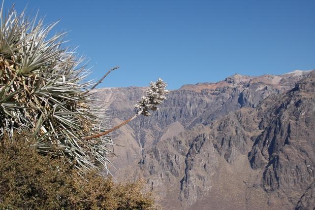 132_Peru_Colca_Tal_Cruz_del_Condor.JPG