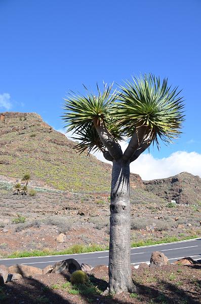 169_Kanaren_La_Gomera.JPG