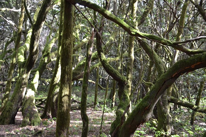 171_Kanaren_La_Gomera_Garajonay_Nationalpark.JPG