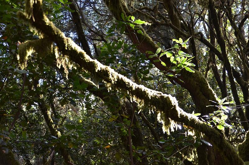 172_Kanaren_La_Gomera_Garajonay_Nationalpark.JPG