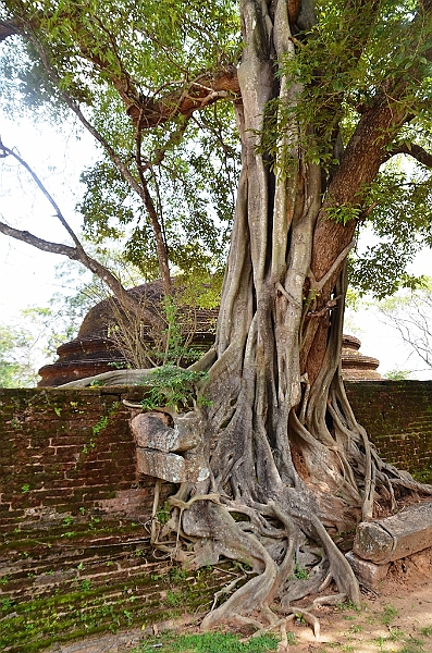 187_Sri_Lanka_Polonnaruwa.JPG