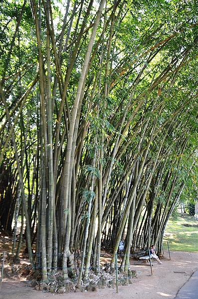 277_Sri_Lanka_Kandy_Botanic_Gardens.JPG