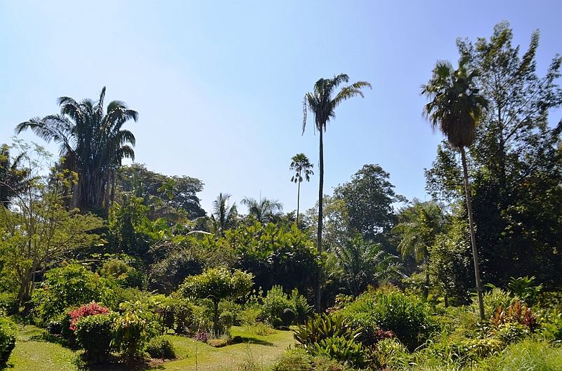 281_Sri_Lanka_Kandy_Botanic_Gardens.JPG