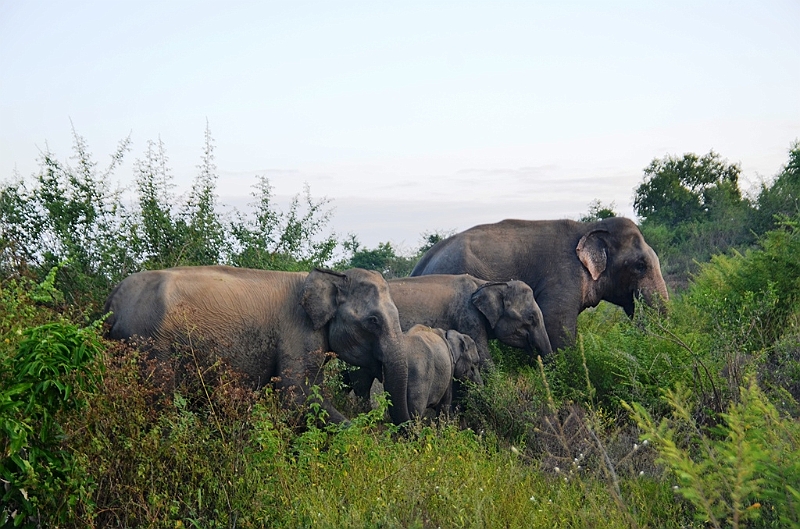 478_Sri_Lanka_Udawalawe_NP.JPG