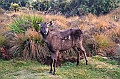 382_Sri_Lanka_Horton_Plains_NP