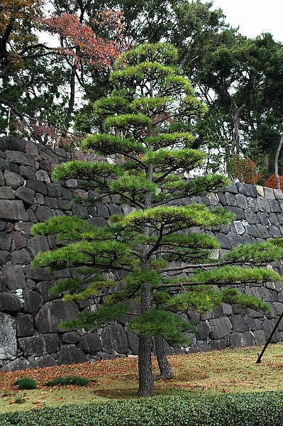 048_Tokyo_Imperial_Palace_Gardens.JPG