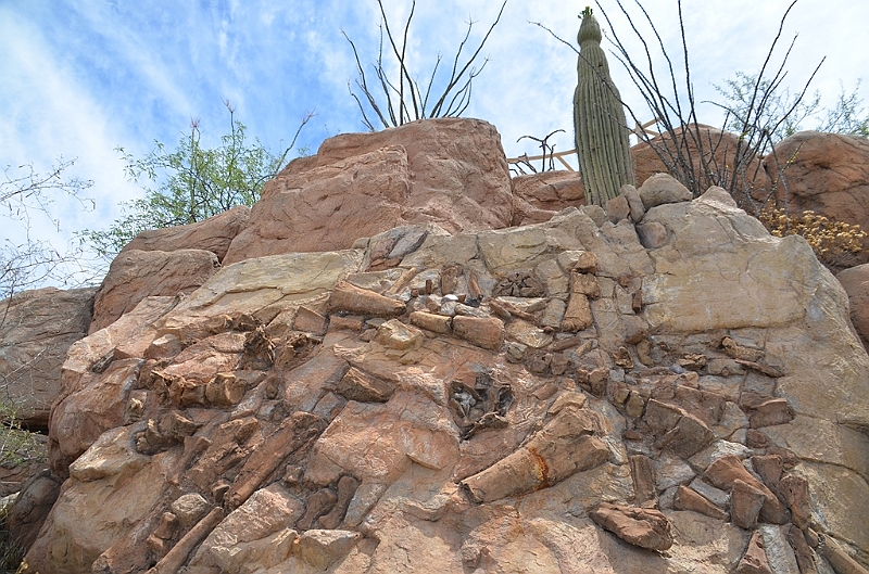 005_USA_Arizona_Sonora_Desert_Museum.JPG