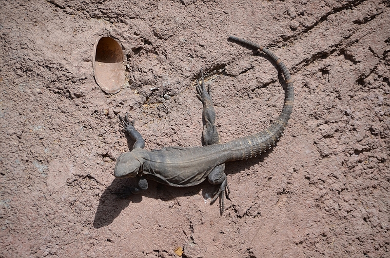 007_USA_Arizona_Sonora_Desert_Museum.JPG