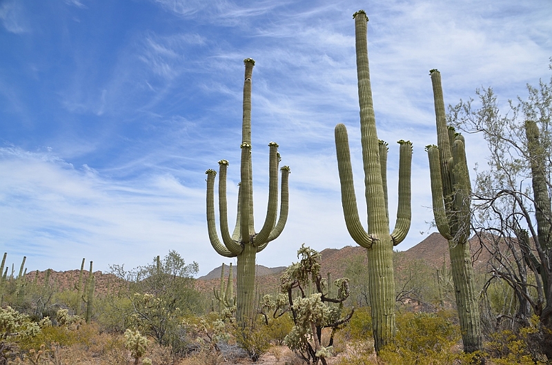035_USA_Saguaro_National_Park.JPG