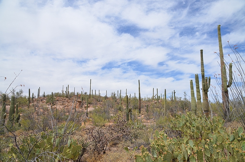 036_USA_Saguaro_National_Park.JPG