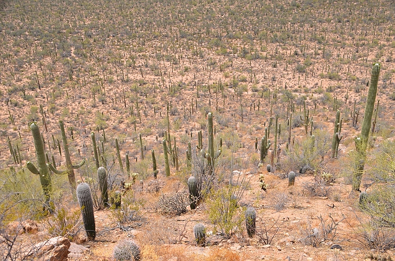 037_USA_Saguaro_National_Park.JPG