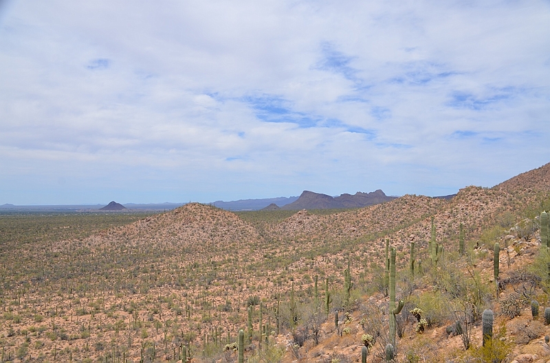 039_USA_Saguaro_National_Park.JPG