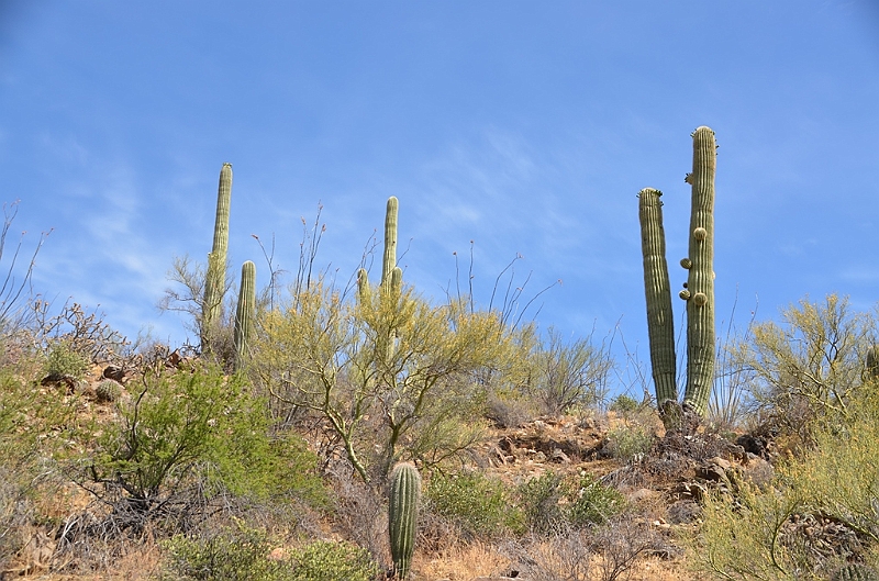 056_USA_Saguaro_National_Park.JPG