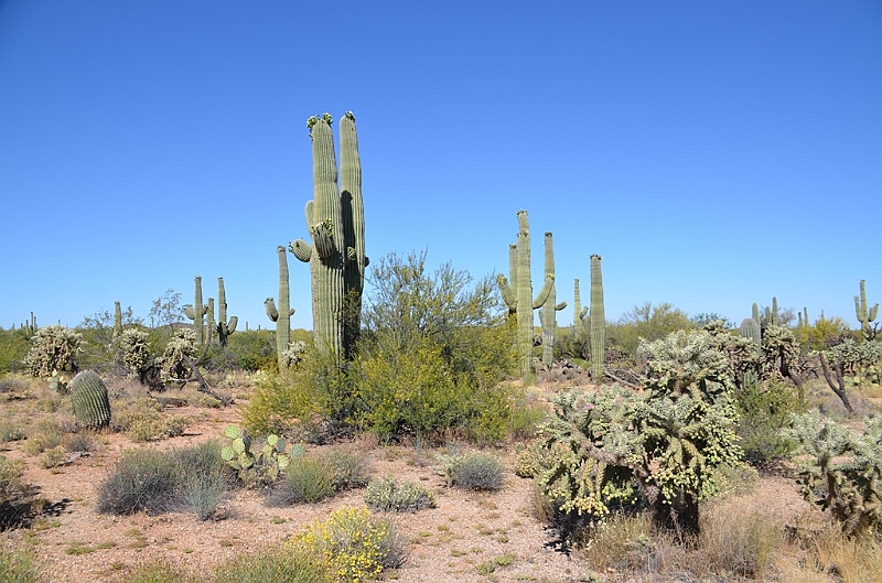 068_USA_Saguaro_National_Park.JPG
