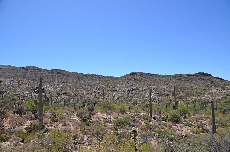 073_USA_Saguaro_National_Park.JPG