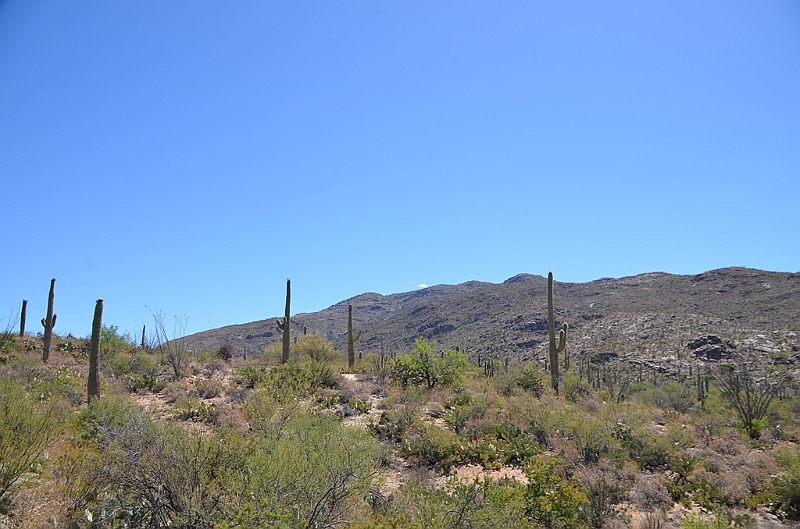 074_USA_Saguaro_National_Park.JPG