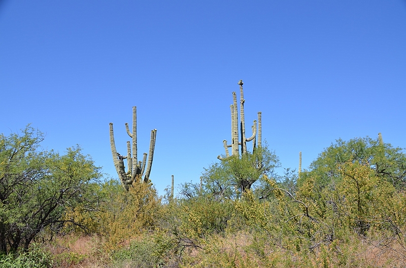 076_USA_Saguaro_National_Park.JPG