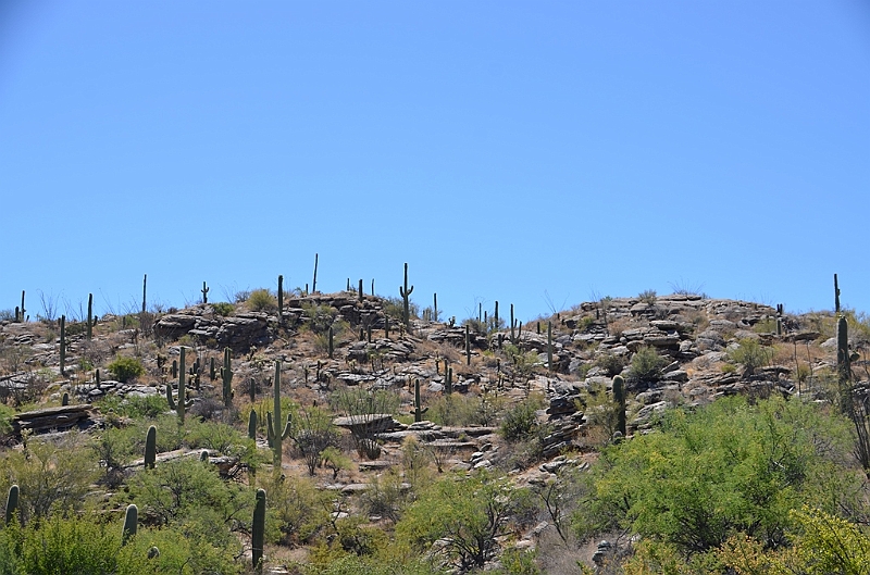 077_USA_Saguaro_National_Park.JPG