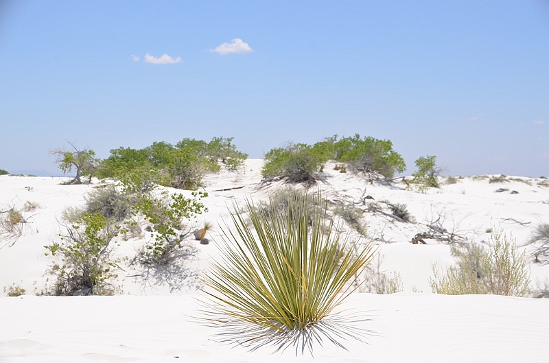 105_USA_White_Sands_National_Monument.JPG