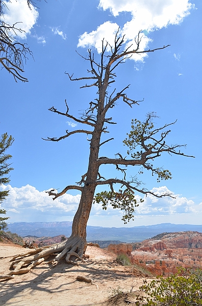339_USA_Bryce_Canyon_National_Park.JPG