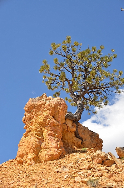 342_USA_Bryce_Canyon_National_Park.JPG