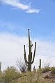 052_USA_Saguaro_National_Park