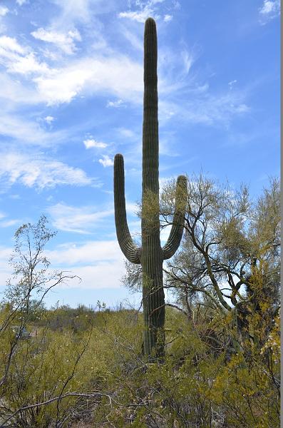 055_Arizona_Tucson_Saguaro_NP02.JPG