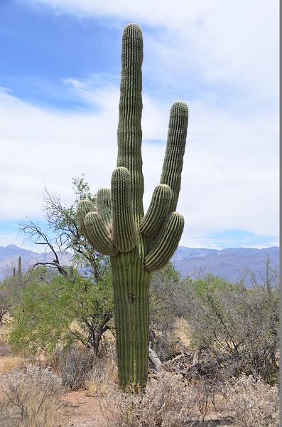 064_Arizona_Tucson_Saguaro_NP11.JPG