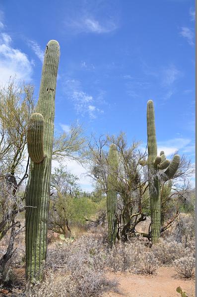 065_Arizona_Tucson_Saguaro_NP12.JPG