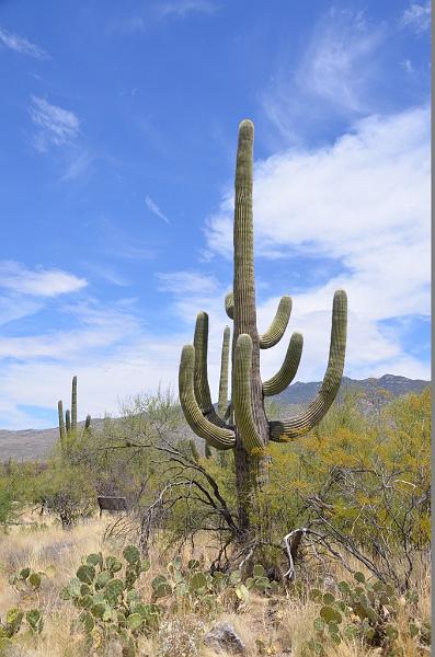 071_Arizona_Tucson_Saguaro_NP18.JPG