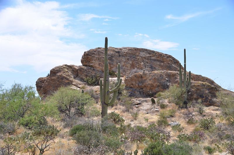 075_Arizona_Tucson_Saguaro_NP22.JPG