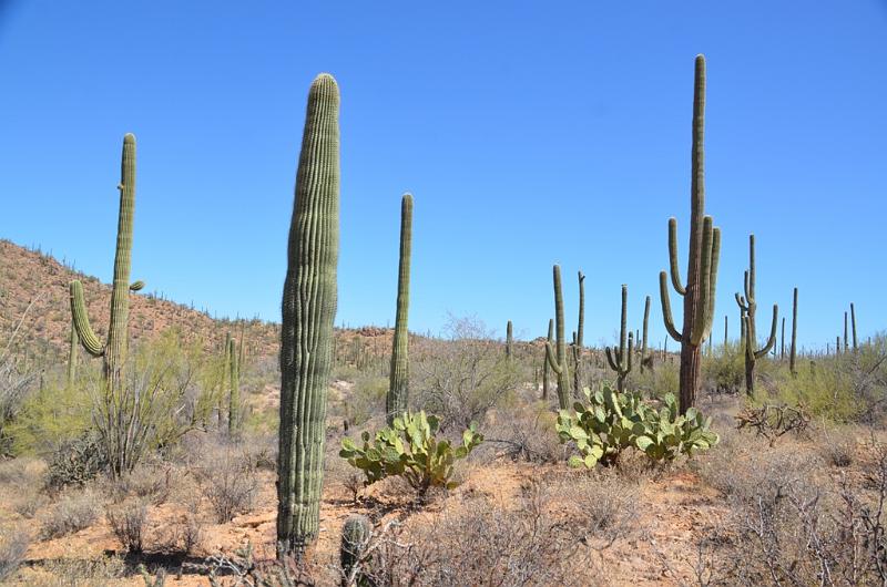 093_Arizona_Tucson_Saguaro_NP15.JPG